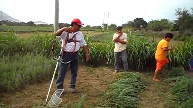 MOTOGUADAÑA HONDA COSECHA 2 смотреть онлайн