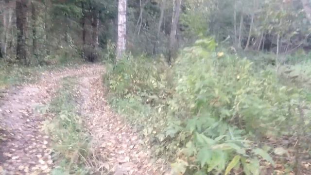 Лесная дорога д. Якшино, Пушкинский р-н смотреть онлайн