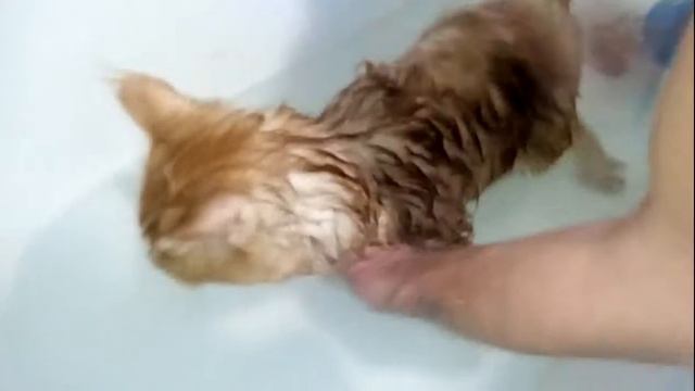 Купаем Мейн-Куна "МОЦАРТА" смотреть онлайн