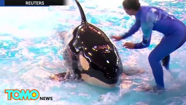 SeaWorld Announces The End Of Its Orca Whale Captive Breeding Program, Blackfish Wins - TomoNews