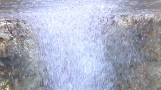 рыба Нож Хитала Notopterus chitala смотреть онлайн