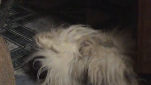 Убегу, смешное видео с собаками смотреть онлайн