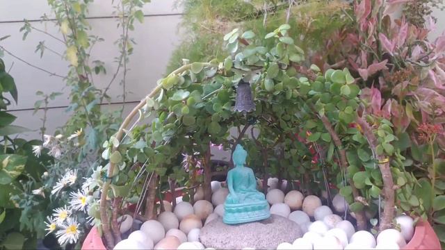 Jade plant વિશે સંપૂર્ણ માહિતી || Bonsai Series || Portulacaria Afra || KAARIGIRI by Mayuri Patel смотреть онлайн