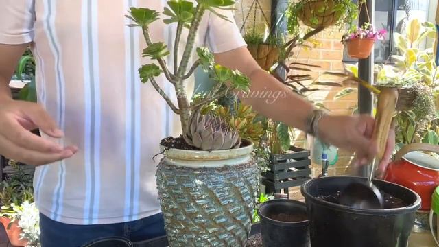 Succulent Arrangement in a Tall Textured  Pot