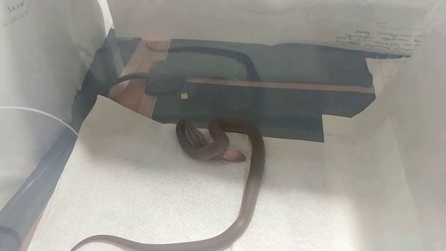 Кормление африканской домовой змеи смотреть онлайн