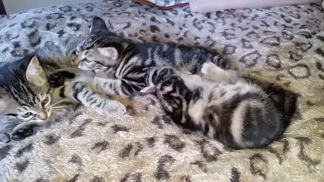 Малыши курбобики смотреть онлайн