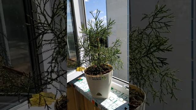 Sequoia-dendron Секвойя-дендрон 25 07 2022 № 7 смотреть онлайн