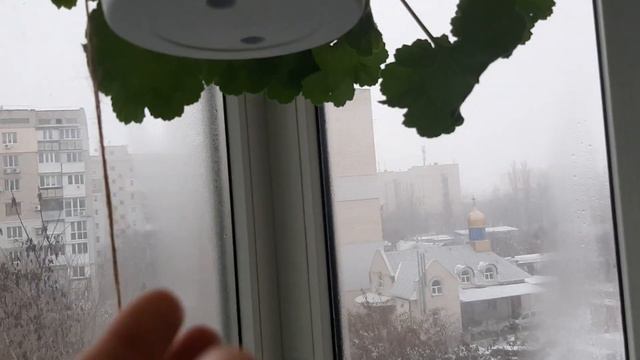 Мои пеларгонии в конце Декабря! С Новым годом! смотреть онлайн