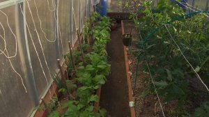 Видео привет с 6 соток 22 мая 2024 года.