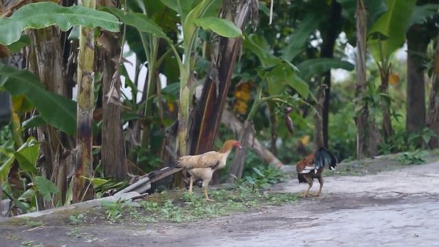 Lumix GF3 Video Test смотреть онлайн