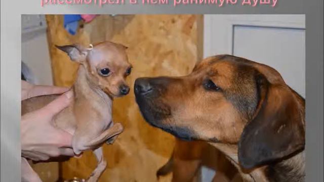усатые полосатые (семья Бутняковых) смотреть онлайн
