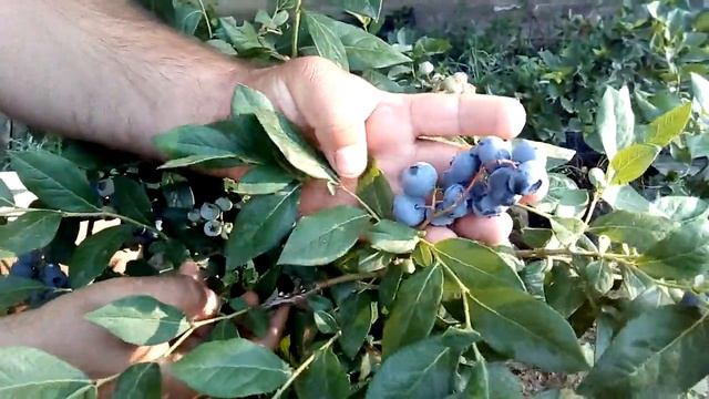 так когда же начинает плодоносить голубика!? смотреть онлайн