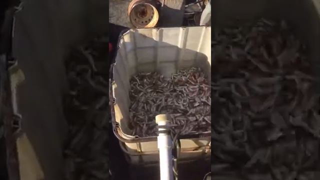 Барабуля, Чёрное море , рыбалка смотреть онлайн