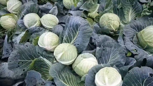 Выращивание белокочанной капусты без полива смотреть онлайн