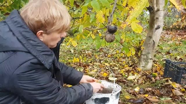 СБОР ГРЕЦКИХ ОРЕХОВ/ Беларусь./Мой Полезный Завтрак. смотреть онлайн