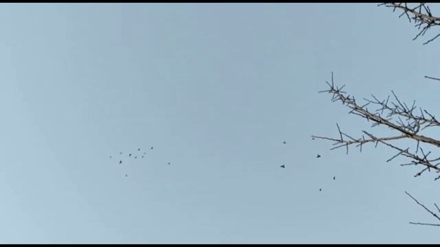 Голуби летают и играют. Двухчубые голуби. Tauben. Pigeons смотреть онлайн