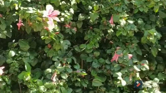 Новый год в Израиле. Happy New Year in Israel!❤️🙂🌷🌷🌷 2021. смотреть онлайн
