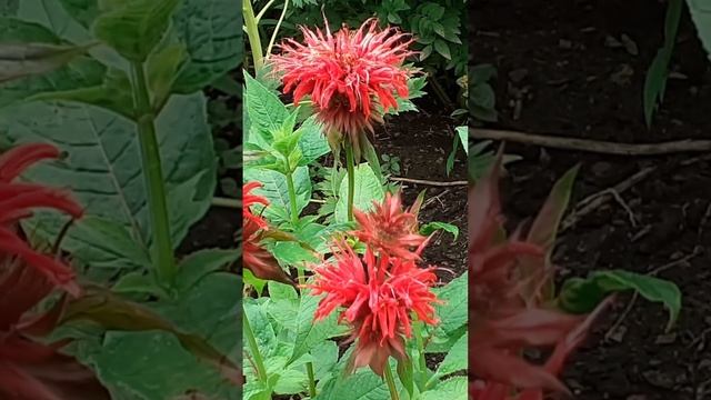 МОНАРДА двойчатая смотреть онлайн