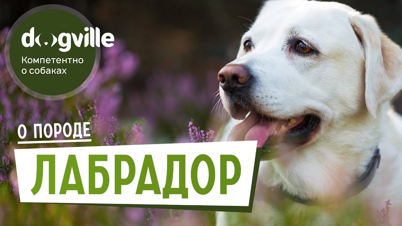Лабрадор - О породе - Как выбрать щенка Лабрадора смотреть онлайн