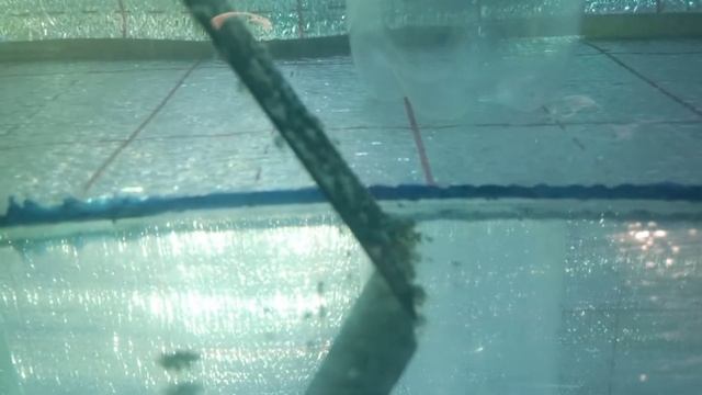 Личинка скалярий смотреть онлайн