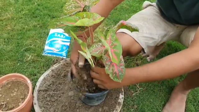 How To Get Multiple Syngonium Plant/ Repotting