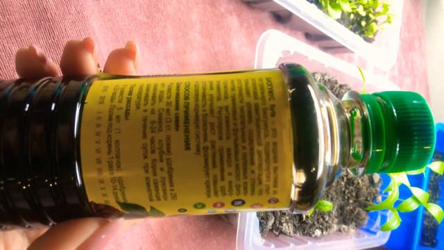 Выращивание петунии !! Удобрение для петуний , быстрый рост !