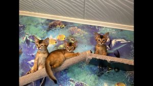 Котята играют | Ориенталы и Абиссинцы