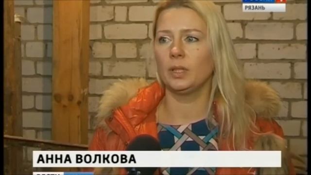 Рязанцы пытаются спасти пару черных лебедей смотреть онлайн