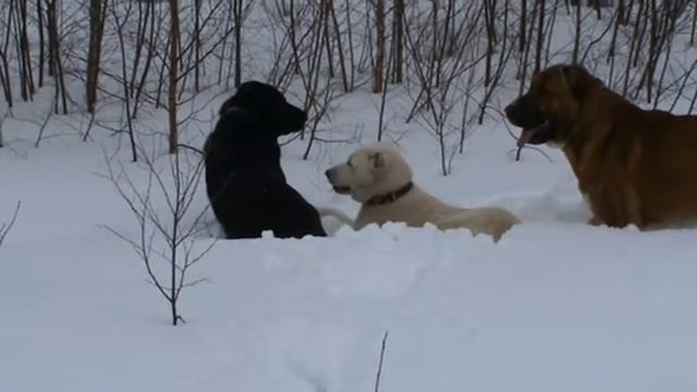 Прогулка в лесу. Привал. смотреть онлайн