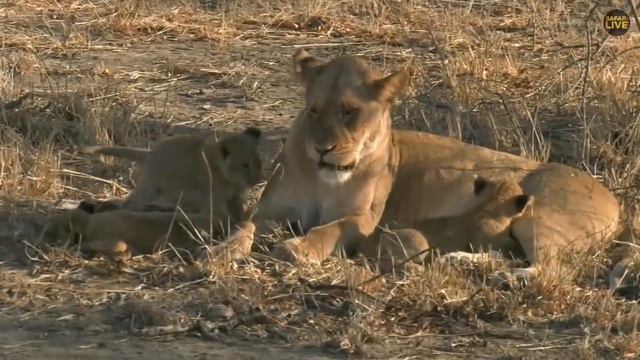 SafariLIVE - Sunrise Safari - September 04, 2019