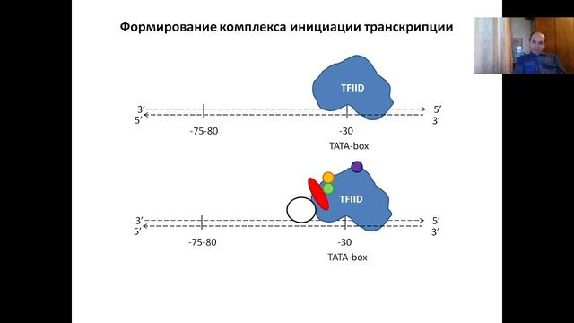 Лекция 4. Транскрипция генов (2022)