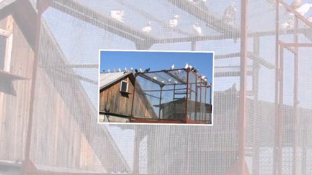 Красивые голубятни России. | Виды голубятни смотреть онлайн