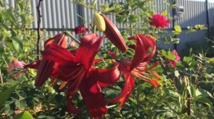 Лилия Тигровая Red Velvet   (Lily Red Velvet)