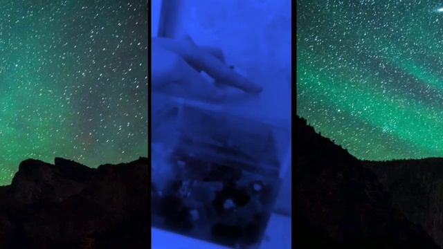 Как ухаживать за рыбками Петушками|часть 2 смотреть онлайн
