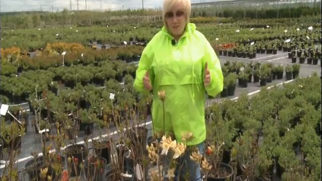Яркие кустарники для нашего климата смотреть онлайн