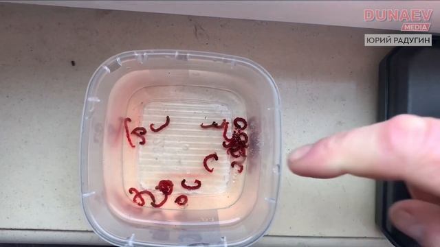 Как правильно заморозить мотыля для насадки? Как хранить мотыля для рыбалки на фидер и поплавок? смотреть онлайн