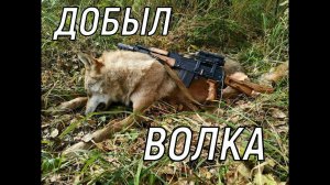 ДОБЫЛ  ВОЛКА