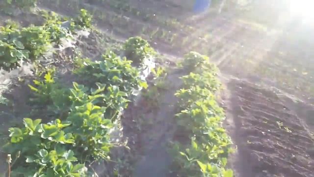 Клубника под укрывным материалом. Тайна о вредителях на огороде.раскрыта смотреть онлайн
