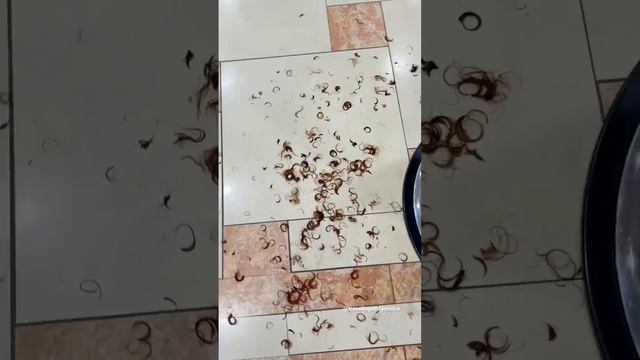 Layered haircut on curly hair #shorts #curlyhairstyles #hairstyles смотреть онлайн