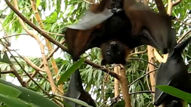 летучие лисы смотреть онлайн