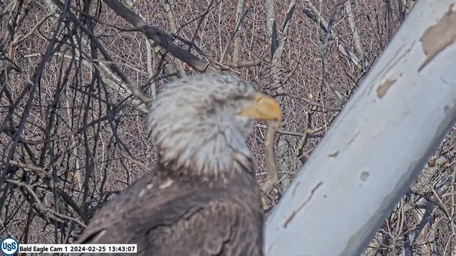 USS Bald Eagle Cam 1 on 2-25-24 @ 13:41:50 Great video of sub adult. Close up of cracked beak смотреть онлайн