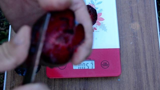 Слива диплоїдна Бербанк гігант , 12 днів після зривання смотреть онлайн