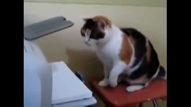 Копия видео Прикол Кот против принтера..Funny cat vs. printer .... смотреть онлайн