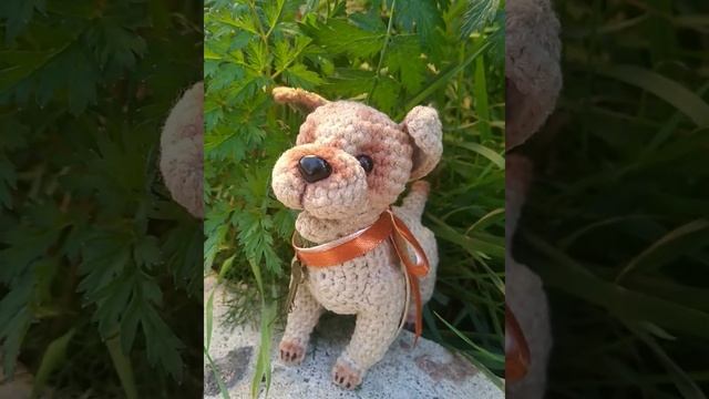 Песик 4 лапки не пойму какой породы смотреть онлайн