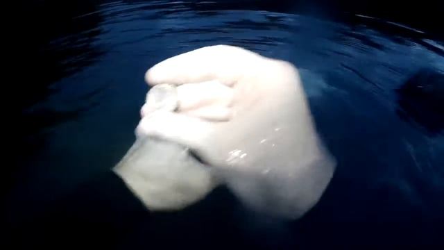 Garrett AT Gold под водой и работа подводных наушников в полной тьме смотреть онлайн