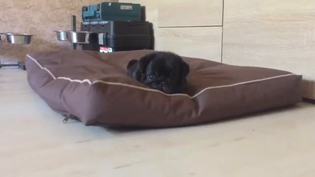 Приехали за мопсиком Мамбочкой смотреть онлайн