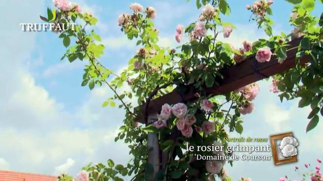 Un rosier grimpant, remontant, florifère et parfumé ! 'Domaine de Courson' - Truffaut смотреть онлайн