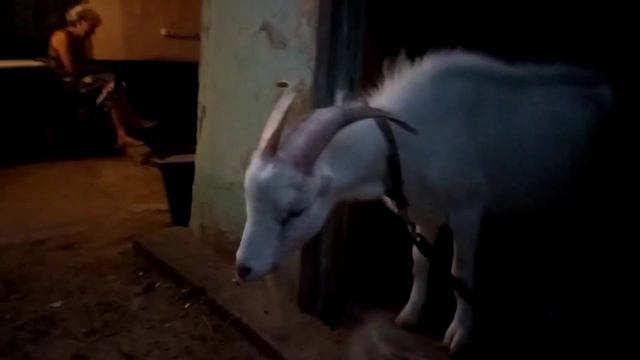 Бакс целуй Борьку! -"Целовать козла? Да ни за что!" смотреть онлайн