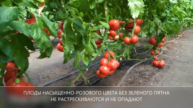 Розовый томат ПИНК АЙДИ F1 смотреть онлайн