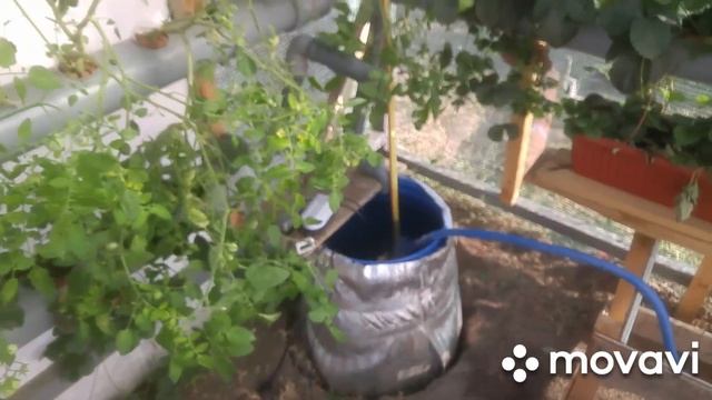 Часть 2.Клубника и черри замена раствора на NFT.Замер PH иTDS #гидропоника #биопрерарат #nft смотреть онлайн